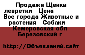 Продажа Щенки левретки › Цена ­ 40 000 - Все города Животные и растения » Собаки   . Кемеровская обл.,Березовский г.